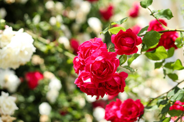 Beautiful white and red roses bushes in the garden. Selective focus. Floral background. Summer time. Lovely template for greeting card or invintation