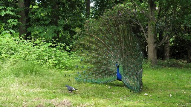 peacock mating dance