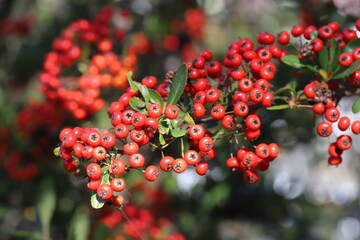 秋の日本の公園に実るピラカンサの実