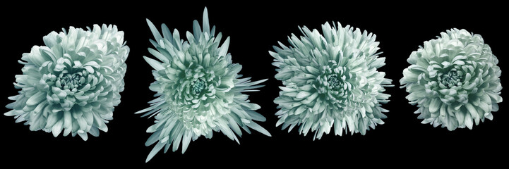 Flowers   chrysanthemums  isolated   on black   background. Closeup.  Nature.
