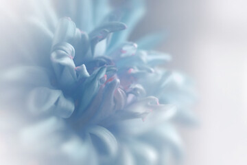 Chrysanthemum flower with soft focus. A flower on a  foggy background. Close-up. Nature. 
