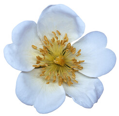Fototapeta na wymiar White rosehip flower isolated on white background. Close-up. Nature.