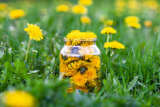 Harvest of spring dandelion flowers in a jar.
