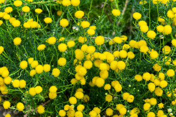 Chrysocoma coma-aurea an evergreen spring summer flowering shrub plant with a yellow springtime button flower, stock photo image