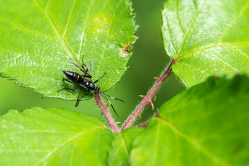 Ichneumonid wasp (Ichneumon Coelichneumon) a parasitic black flying insect, stock photo image