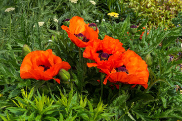 Oriental poppy (papaver orientale) a spring summer flowering plant with a red orange springtime...