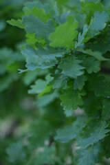 Fototapeta na wymiar green leaves of a tree