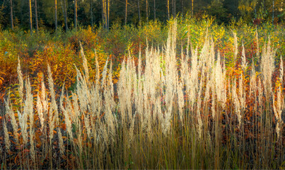 forest shrubs in autumn