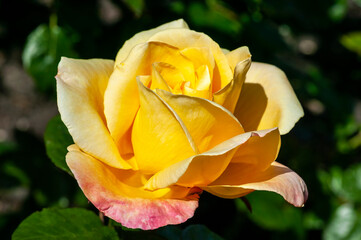 Rose 'Fulton Mackay' (rosa) a yellow orange perennial spring summer autumn flower hybrid tea plant, stock photo image