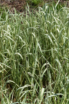 Phalaris arundinacea var picta 'Feesey' a perennial striped grass plant commonly known as Ribbon Grass or Gardener's Garters, stock photo image