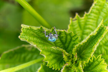 Green nettle weevil ( Phyllobius pomaceus)