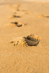 Fototapeta na wymiar Closeup footprint on brown sandy beach, selective focus, vertical style