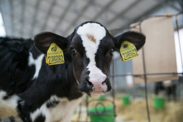 Young calves up to a year old. Young individuals belong to artiodactyls. The young of some wild...