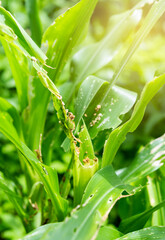 Young corn plant damaged by insect, vegetable farming problem, fast spreading pests and diseases crops