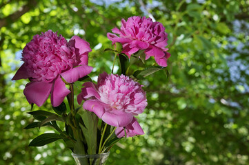 Fototapeta premium Pink Peony Flowers Bouquet In Vase