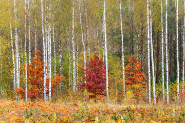 autumn forest in the autumn