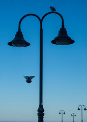 Aves revoloteando alrededor de una farola en Torremolinos