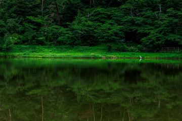 静寂の早朝に佇む一羽の青鷺を緑が包んでいます
Green wraps a heron standing in the early morning of silence