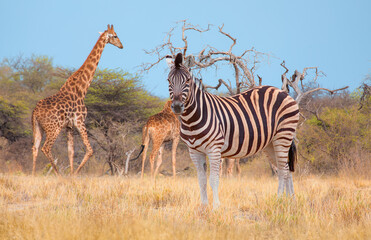 Giraffe walking in yellow grass - Group of zebras on the yellow meadow at Etosha national park - Namibia 