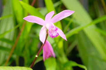 Bletilla striata in full blooming
