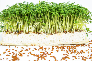 Watercress salad on a white background, seeds and greens lie nearby.Hand grown microgreens.the concept of vitamins, your garden, diet, proper nutrition. High quality photo