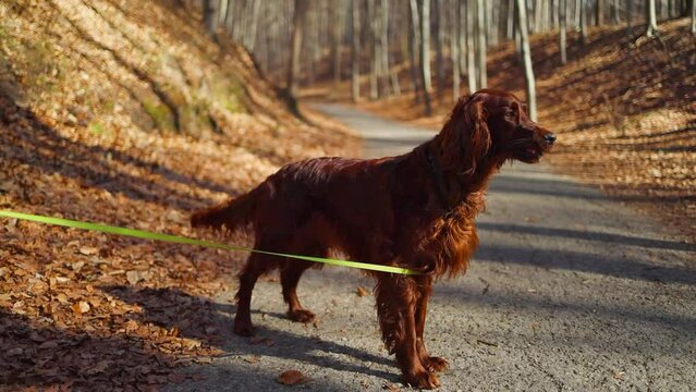 Autumn portrait dog breed Irish setter in sunshine gold color forest. FullHD footage
