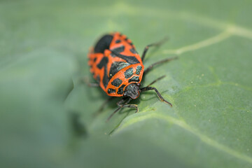 A black red cabbage bug sitting on a leaf