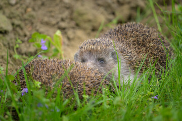 Two hedgehogs resting in the meadow in a garden
