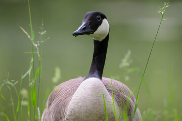 Portrait of a Canada Goose in a meadow