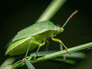 Closeup of an adult green shield bug sitting on a green leaf