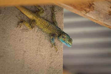 A black necked agama sitting on a wall