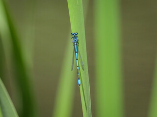An azure damselfly resting on a green leaf
