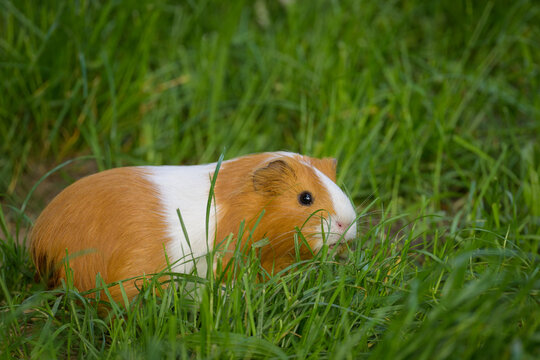 A beautiful guinea pig in the garden