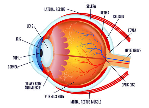 set of realistic human eyeball isolated or close up human eyeball retina with pupil and iris. eps vector