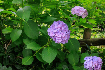 梅雨の紫陽花