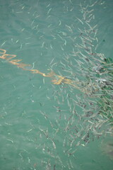 The Manukan, Mamutik and Sapi Islands of Kota Kinabalu, Sabah Malaysia