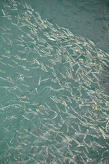 The Manukan, Mamutik and Sapi Islands of Kota Kinabalu, Sabah Malaysia