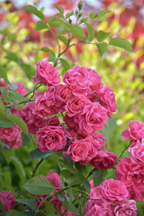 Fototapeta premium Pianta di rose di color rosa su sfondo verde