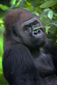 Portrait of a captive male silverback gorilla