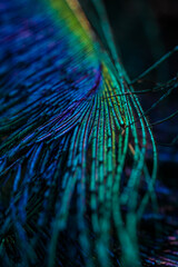 abstract background, Peacock feather, Peafowl feather, Bird feather, Feather.