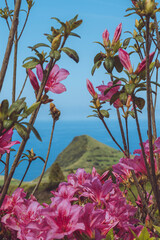 Flower Framed Cliff - Azores