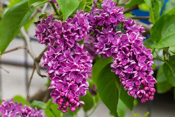 Obraz premium Inflorescences of purple lilac, close-up on a blurred background