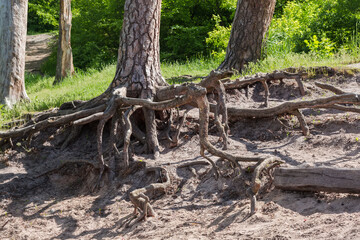 Fototapeta na wymiar Exposed roots of the old pine tree on sandy slope