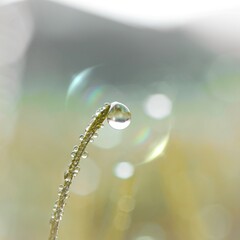 drop on the grass in rainy season in springtime