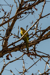 bird on a branch