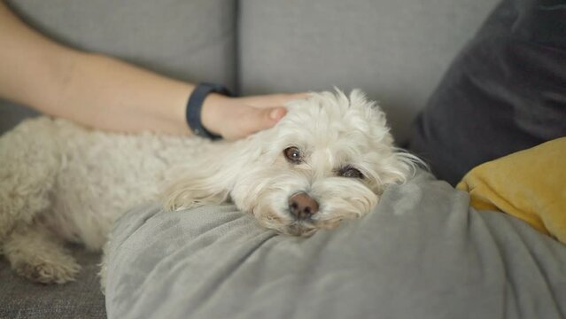 Relaxed cute little Bichon Frize dog lying on a sofa at home. Male hand stroking a dog. 