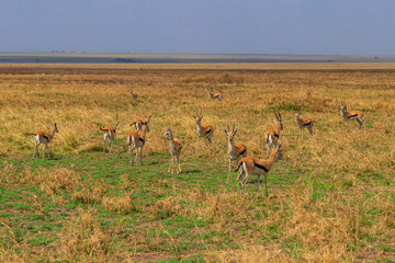 Herd of Thomson's gazelle (Eudorcas thomsonii) in Serengeti National Park in Tanzania. Wildlife of Africa