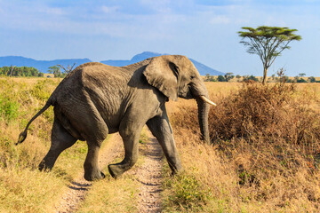 Fototapeta na wymiar African elephant crossing a road in savanna in Serengeti National park in Tanzania