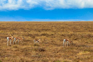 Herd of Thomson's gazelle (Eudorcas thomsonii) in Ngorongoro Crater National Park in Tanzania. Wildlife of Africa