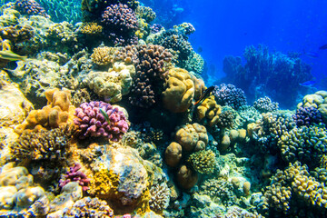Plakat Coral reef in the Red sea in Ras Mohammed national park. Sinai peninsula in Egypt